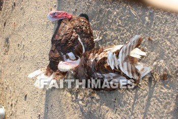 turkey, Fowl, bird, animal, Thanksgiving, autumn, fall, season, harvest, foliage, grown, fair, weather, mature, turkeys, birds, animals, falls, seasons, harvests, foliages, fairs, weathers