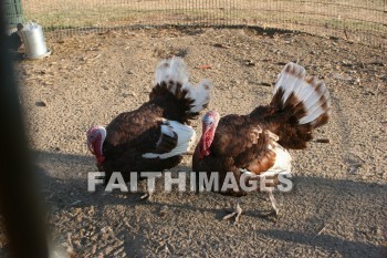 turkey, Fowl, bird, animal, Thanksgiving, autumn, fall, season, harvest, foliage, grown, fair, weather, mature, turkeys, birds, animals, falls, seasons, harvests, foliages, fairs, weathers