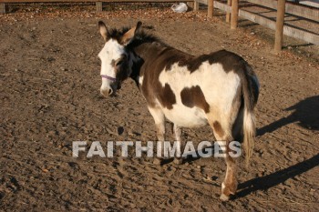 horse, autumn, fall, season, harvest, foliage, grown, fair, weather, mature, horses, falls, seasons, harvests, foliages, fairs, weathers