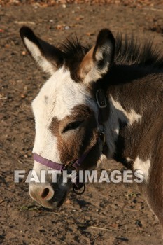 horse, autumn, fall, season, harvest, foliage, grown, fair, weather, mature, horses, falls, seasons, harvests, foliages, fairs, weathers