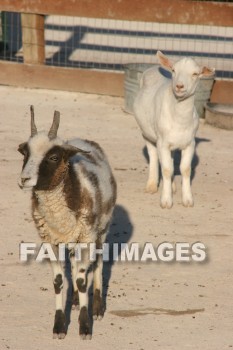 Goat, autumn, fall, season, harvest, foliage, grown, fair, weather, mature, goats, falls, seasons, harvests, foliages, fairs, weathers