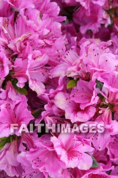 spring, purple, springtime, season, growth, bud, fresh, daytime, nature, flora, outdoors, sunlight, sunshine, outside, flower, plant, natural, springs, purples, seasons, buds, daytimes, natures, outsides, flowers, plants