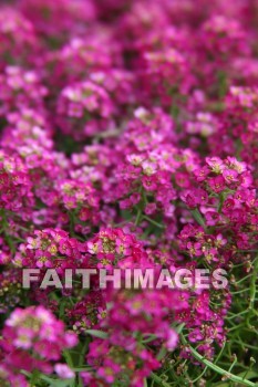 spring, purple, springtime, season, growth, bud, fresh, daytime, nature, flora, outdoors, sunlight, sunshine, outside, flower, plant, natural, springs, purples, seasons, buds, daytimes, natures, outsides, flowers, plants