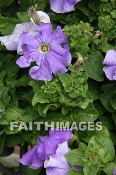 spring, purple, springtime, season, growth, bud, fresh, daytime, nature, flora, outdoors, sunlight, sunshine, outside, flower, plant, natural, springs, purples, seasons, buds, daytimes, natures, outsides, flowers, plants