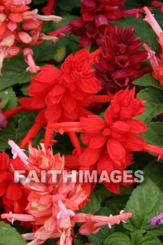 spring, red, springtime, season, growth, bud, fresh, daytime, nature, flora, outdoors, sunlight, sunshine, outside, flower, plant, natural, springs, seasons, buds, daytimes, natures, outsides, flowers, plants