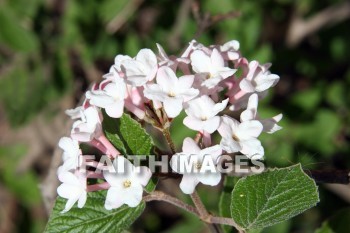 spring, springtime, white, season, growth, bud, fresh, daytime, nature, flora, outdoors, sunlight, sunshine, outside, flower, plant, natural, springs, whites, seasons, buds, daytimes, natures, outsides, flowers, plants