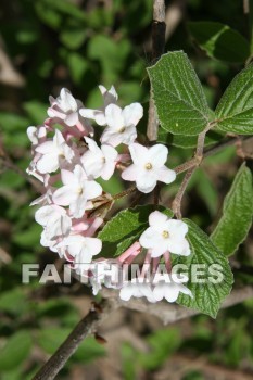 spring, springtime, white, season, growth, bud, fresh, daytime, nature, flora, outdoors, sunlight, sunshine, outside, flower, plant, natural, springs, whites, seasons, buds, daytimes, natures, outsides, flowers, plants