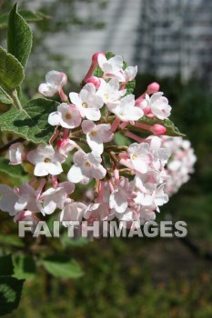 spring, springtime, white, season, growth, bud, fresh, daytime, nature, flora, outdoors, sunlight, sunshine, outside, flower, plant, natural, springs, whites, seasons, buds, daytimes, natures, outsides, flowers, plants