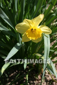 spring, yellow, springtime, season, growth, bud, fresh, daytime, nature, flora, outdoors, sunlight, sunshine, outside, flower, plant, natural, springs, yellows, seasons, buds, daytimes, natures, outsides, flowers, plants