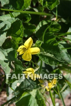 spring, yellow, springtime, season, growth, bud, fresh, daytime, nature, flora, outdoors, sunlight, sunshine, outside, flower, plant, natural, springs, yellows, seasons, buds, daytimes, natures, outsides, flowers, plants