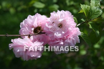 spring, purple, springtime, season, growth, bud, fresh, daytime, nature, flora, outdoors, sunlight, sunshine, outside, flower, plant, natural, springs, purples, seasons, buds, daytimes, natures, outsides, flowers, plants