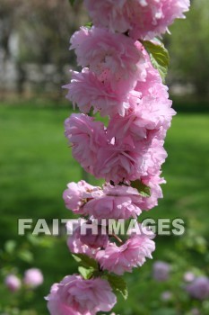 spring, purple, springtime, season, growth, bud, fresh, daytime, nature, flora, outdoors, sunlight, sunshine, outside, flower, plant, natural, springs, purples, seasons, buds, daytimes, natures, outsides, flowers, plants