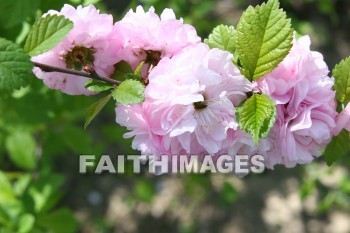 spring, purple, springtime, season, growth, bud, fresh, daytime, nature, flora, outdoors, sunlight, sunshine, outside, flower, plant, natural, springs, purples, seasons, buds, daytimes, natures, outsides, flowers, plants