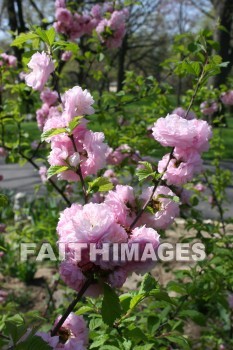 spring, purple, springtime, season, growth, bud, fresh, daytime, nature, flora, outdoors, sunlight, sunshine, outside, flower, plant, natural, springs, purples, seasons, buds, daytimes, natures, outsides, flowers, plants