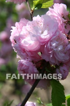 spring, purple, springtime, season, growth, bud, fresh, daytime, nature, flora, outdoors, sunlight, sunshine, outside, flower, plant, natural, springs, purples, seasons, buds, daytimes, natures, outsides, flowers, plants