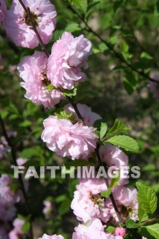 spring, purple, springtime, season, growth, bud, fresh, daytime, nature, flora, outdoors, sunlight, sunshine, outside, flower, plant, natural, springs, purples, seasons, buds, daytimes, natures, outsides, flowers, plants