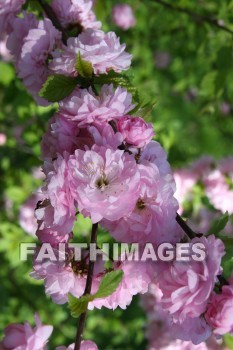 spring, purple, springtime, season, growth, bud, fresh, daytime, nature, flora, outdoors, sunlight, sunshine, outside, flower, plant, natural, springs, purples, seasons, buds, daytimes, natures, outsides, flowers, plants