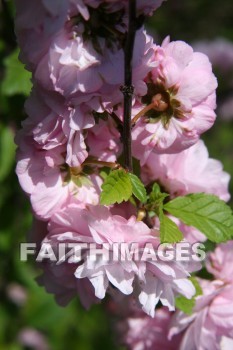 spring, purple, springtime, season, growth, bud, fresh, daytime, nature, flora, outdoors, sunlight, sunshine, outside, flower, plant, natural, springs, purples, seasons, buds, daytimes, natures, outsides, flowers, plants