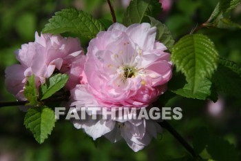 spring, purple, springtime, season, growth, bud, fresh, daytime, nature, flora, outdoors, sunlight, sunshine, outside, flower, plant, natural, springs, purples, seasons, buds, daytimes, natures, outsides, flowers, plants