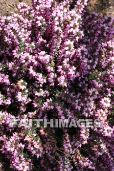 spring, purple, springtime, season, growth, bud, fresh, daytime, nature, flora, outdoors, sunlight, sunshine, outside, flower, plant, natural, springs, purples, seasons, buds, daytimes, natures, outsides, flowers, plants