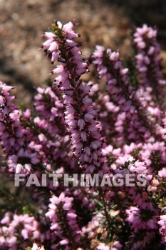 spring, purple, springtime, season, growth, bud, fresh, daytime, nature, flora, outdoors, sunlight, sunshine, outside, flower, plant, natural, springs, purples, seasons, buds, daytimes, natures, outsides, flowers, plants