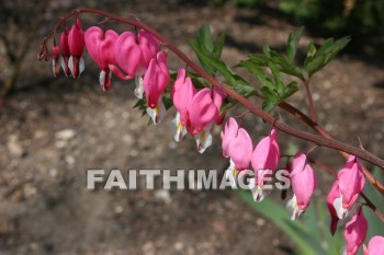 spring, purple, springtime, season, growth, bud, fresh, daytime, nature, flora, outdoors, sunlight, sunshine, outside, flower, plant, natural, springs, purples, seasons, buds, daytimes, natures, outsides, flowers, plants