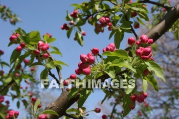 spring, springtime, pink, season, growth, bud, fresh, daytime, nature, flora, outdoors, sunlight, sunshine, outside, flower, plant, natural, springs, pinks, seasons, buds, daytimes, natures, outsides, flowers, plants