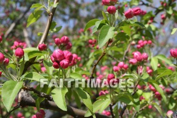 spring, springtime, pink, season, growth, bud, fresh, daytime, nature, flora, outdoors, sunlight, sunshine, outside, flower, plant, natural, springs, pinks, seasons, buds, daytimes, natures, outsides, flowers, plants