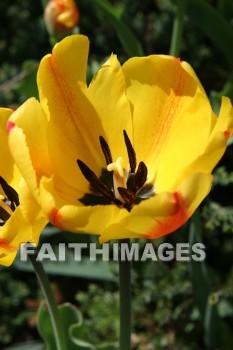 spring, yellow, springtime, season, growth, bud, fresh, daytime, nature, flora, outdoors, sunlight, sunshine, outside, flower, plant, natural, springs, yellows, seasons, buds, daytimes, natures, outsides, flowers, plants