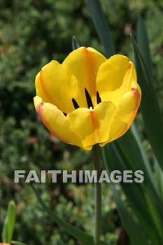 spring, yellow, springtime, season, growth, bud, fresh, daytime, nature, flora, outdoors, sunlight, sunshine, outside, flower, plant, natural, springs, yellows, seasons, buds, daytimes, natures, outsides, flowers, plants