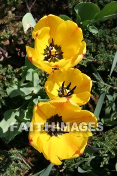 spring, yellow, springtime, season, growth, bud, fresh, daytime, nature, flora, outdoors, sunlight, sunshine, outside, flower, plant, natural, springs, yellows, seasons, buds, daytimes, natures, outsides, flowers, plants