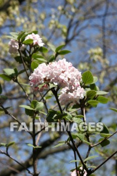 spring, springtime, white, season, growth, bud, fresh, daytime, nature, flora, outdoors, sunlight, sunshine, outside, flower, plant, natural, springs, whites, seasons, buds, daytimes, natures, outsides, flowers, plants