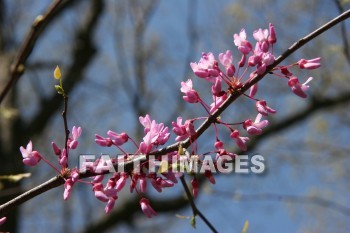 spring, springtime, pink, season, growth, bud, fresh, daytime, nature, flora, outdoors, sunlight, sunshine, outside, flower, plant, natural, springs, pinks, seasons, buds, daytimes, natures, outsides, flowers, plants