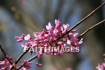 spring, springtime, pink, season, growth, bud, fresh, daytime, nature, flora, outdoors, sunlight, sunshine, outside, flower, plant, natural, springs, pinks, seasons, buds, daytimes, natures, outsides, flowers, plants