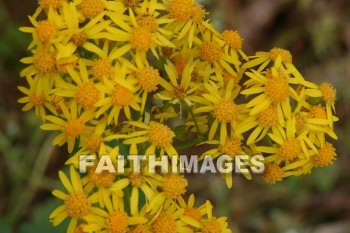 spring, yellow, springtime, season, growth, bud, fresh, daytime, nature, flora, outdoors, sunlight, sunshine, outside, flower, plant, natural, springs, yellows, seasons, buds, daytimes, natures, outsides, flowers, plants