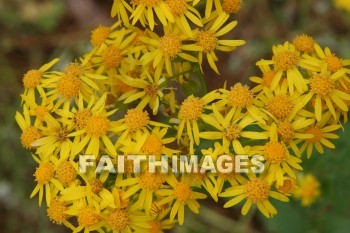 spring, yellow, springtime, season, growth, bud, fresh, daytime, nature, flora, outdoors, sunlight, sunshine, outside, flower, plant, natural, springs, yellows, seasons, buds, daytimes, natures, outsides, flowers, plants