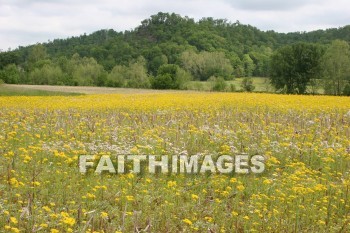 spring, yellow, springtime, season, growth, bud, fresh, daytime, nature, flora, outdoors, sunlight, sunshine, outside, flower, plant, natural, springs, yellows, seasons, buds, daytimes, natures, outsides, flowers, plants