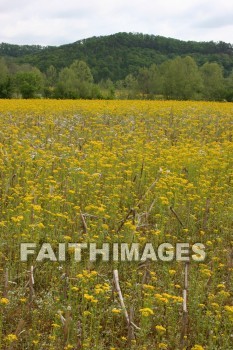 spring, yellow, springtime, season, growth, bud, fresh, daytime, nature, flora, outdoors, sunlight, sunshine, outside, flower, plant, natural, springs, yellows, seasons, buds, daytimes, natures, outsides, flowers, plants