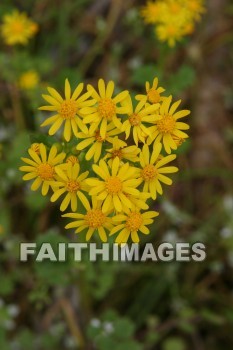 spring, yellow, springtime, season, growth, bud, fresh, daytime, nature, flora, outdoors, sunlight, sunshine, outside, flower, plant, natural, springs, yellows, seasons, buds, daytimes, natures, outsides, flowers, plants