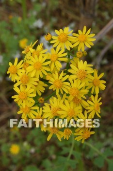 spring, yellow, springtime, season, growth, bud, fresh, daytime, nature, flora, outdoors, sunlight, sunshine, outside, flower, plant, natural, springs, yellows, seasons, buds, daytimes, natures, outsides, flowers, plants