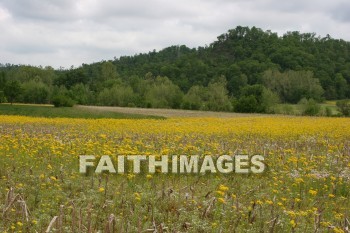 spring, yellow, springtime, season, growth, bud, fresh, daytime, nature, flora, outdoors, sunlight, sunshine, outside, flower, plant, natural, springs, yellows, seasons, buds, daytimes, natures, outsides, flowers, plants