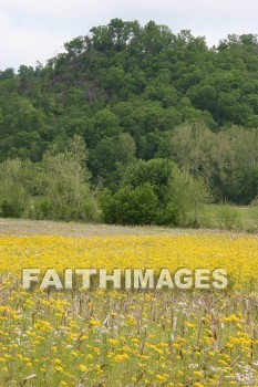 spring, yellow, springtime, season, growth, bud, fresh, daytime, nature, flora, outdoors, sunlight, sunshine, outside, flower, plant, natural, springs, yellows, seasons, buds, daytimes, natures, outsides, flowers, plants