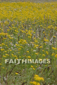 spring, yellow, springtime, season, growth, bud, fresh, daytime, nature, flora, outdoors, sunlight, sunshine, outside, flower, plant, natural, springs, yellows, seasons, buds, daytimes, natures, outsides, flowers, plants