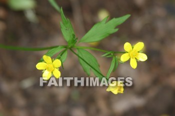 spring, yellow, springtime, season, growth, bud, fresh, daytime, nature, flora, outdoors, sunlight, sunshine, outside, flower, plant, natural, springs, yellows, seasons, buds, daytimes, natures, outsides, flowers, plants