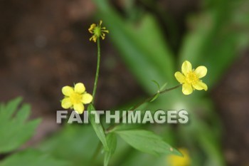 spring, yellow, springtime, season, growth, bud, fresh, daytime, nature, flora, outdoors, sunlight, sunshine, outside, flower, plant, natural, springs, yellows, seasons, buds, daytimes, natures, outsides, flowers, plants