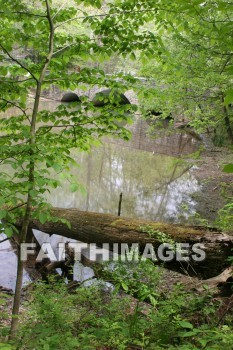 stream, creek, tree, spring, springtime, season, growth, bud, fresh, daytime, nature, flora, outdoors, sunlight, sunshine, outside, flower, plant, natural, streams, creeks, trees, springs, seasons, buds, daytimes