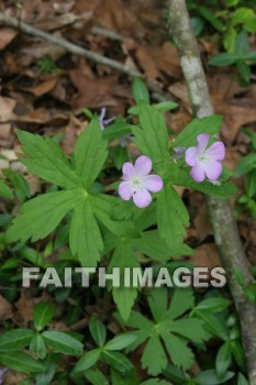 spring, springtime, season, growth, bud, fresh, daytime, nature, flora, outdoors, sunlight, sunshine, outside, flower, plant, natural, springs, seasons, buds, daytimes, natures, outsides, flowers, plants