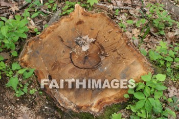 tree, bark, trunk, spring, springtime, season, growth, bud, fresh, daytime, nature, flora, outdoors, sunlight, sunshine, outside, flower, plant, natural, trees, barks, trunks, springs, seasons, buds, daytimes