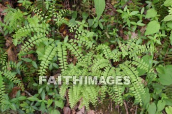 fern, spring, springtime, season, growth, bud, fresh, daytime, nature, flora, outdoors, sunlight, sunshine, outside, flower, plant, natural, ferns, springs, seasons, buds, daytimes, natures, outsides, flowers, plants