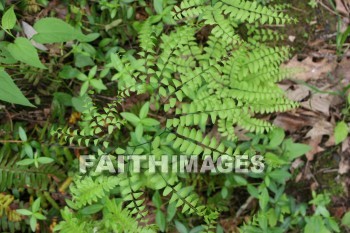 fern, spring, springtime, season, growth, bud, fresh, daytime, nature, flora, outdoors, sunlight, sunshine, outside, flower, plant, natural, ferns, springs, seasons, buds, daytimes, natures, outsides, flowers, plants